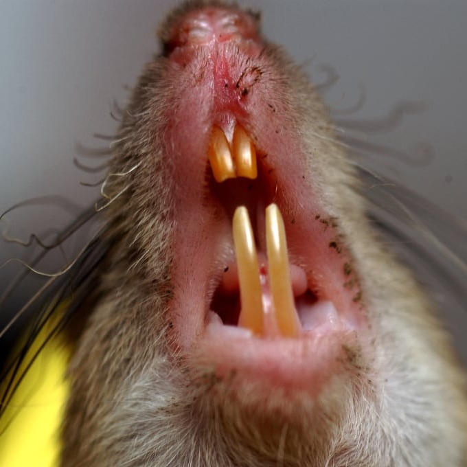 Дератизация крыс в Обнинске?